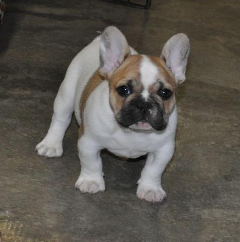 A Adopter Chiot Bouledogue Francais Femelle Pays De La Loire Loire Atlantique Hetoctoc