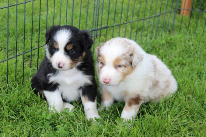 Chien Chiots berger australien RhôneAlpes Rhône Hetoctoc